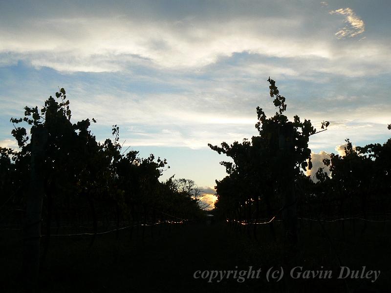 Vineyards at dusk, Heritage Estate P1070726.JPG